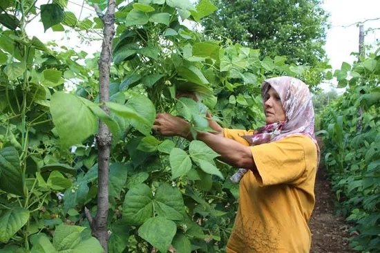 "Pazaryeri boncuğu" 4 kilosu 360 bin liraya satıldı!-2
