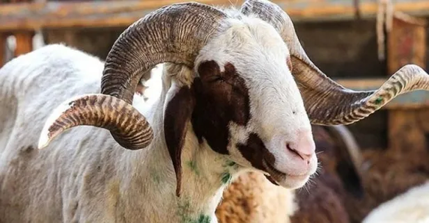 Son dakika! Kurban kesimi tebliği yayımlandı