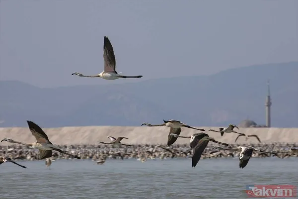 Minik allı turnalar (flamingolar) uçmayı İzmir Kuş Cenneti'ndeki doğal kreşte öğreniyorlar - 34