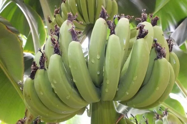 Zayıflatan 27 süper gıda listesi! - 24