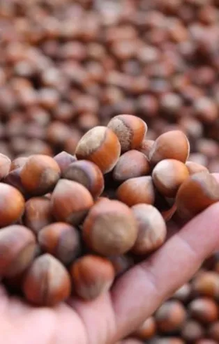 Fındık fiyatları haftaya 25 liradan başladı