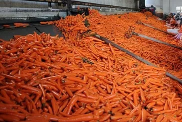 Kolesterole karşı havuç