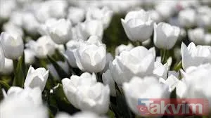 2025’e Özel Dualı ve Ayetli Cuma Mesajları: Sevdiklerinize Manevi Hediye Gönderin 🌿 - 9