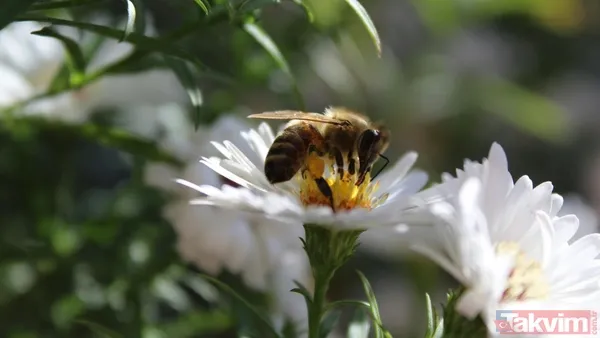 Zaman tüneli açıldı! Uzaylılarla iletişimin anahtarı bal arıları - 9