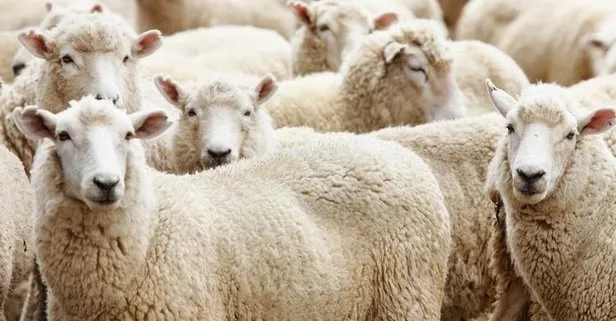 Kurban Bayramı ne zaman idrak edilecek?