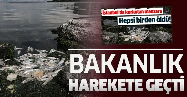 Küçükçekmece’deki balık ölümleriyle ilgili flaş açıklama