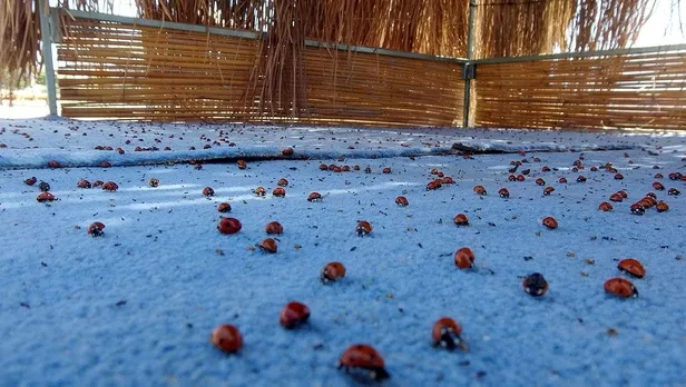 Saros Körfezi'nde uğur böceği istilası! Tatilcileri ısırıyorlar-6
