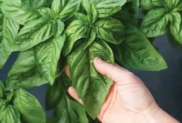 Fesleğen mideyi korur