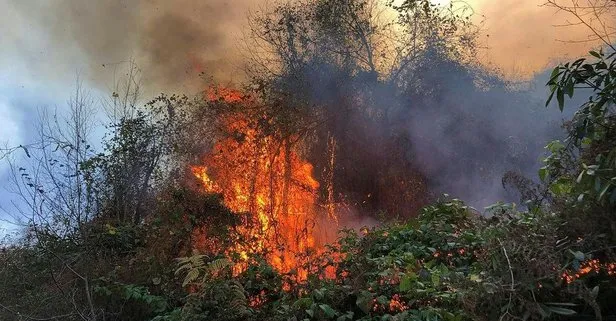 Rize’de Pazar ve Ardeşen’de orman yangını