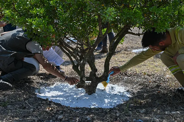 bu-agactan-resmen-altin-damliyor-kilosu-3-gram-altin-fiyatina-gidiyor-1695730046704.jpg Bu ağaçtan oluk oluk akıyor! Kilosu 3 gram altın fiyatına gidiyor-5