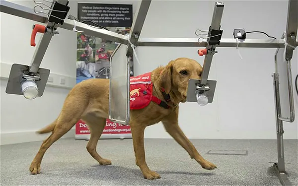 "Arama köpekleri kanser teşhisinde kullanılabilir"-2