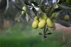 Kahvaltının yıldızı yeşil zeytin kalp dostu!