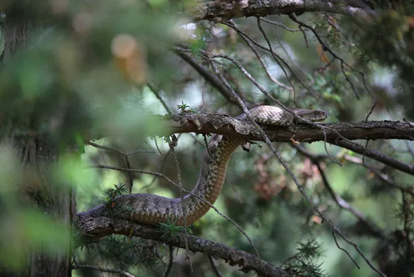 turkiyenin-en-zehirli-turlerinden-koca-engerek-tuncelide-goruldu-tam-25-metre-1620729861373.jpg Türkiye'nin en zehirli türlerinden! Koca engerek Tunceli'de görüldü! Tam 2,5 metre-9