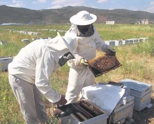 Ormanlar arıcıların hizmetine açılıyor