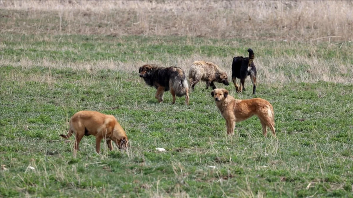 Başıboş köpek sorunu nasıl çözülecek? Başıboş köpek düzenlemesinde neler var? Tarım ve Orman Bakanı İbrahim Yumaklı 5 maddede anlattı