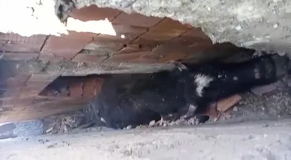 fikra-gibi-ama-gercek-kopeklerden-kacan-inek-iki-duvar-arasina-sikisti-1614088765529.jpg Fıkra gibi ama gerçek! Köpeklerden kaçan inek iki duvar arasına sıkıştı-3