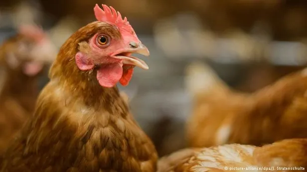 Zehirli yumurta skandalı Avrupa'yı karıştırdı-1
