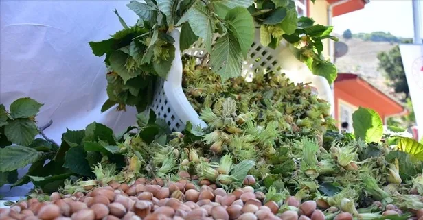 Fındıkta ’yalancı bahar’ tehlikesi