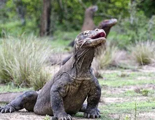 Komodo ejderinin avı nefes kesti