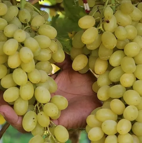 Üzümü ye faydasını sorma!