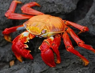 Rüyada yengeç görmek ne anlama gelir?