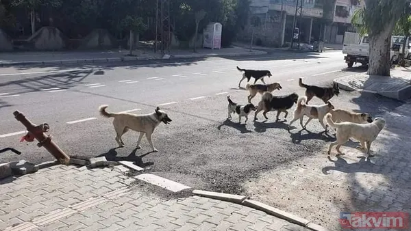 Ekşi Sözlük isimli lağım çukurunun kokuşmuş zihniyeti! 'Bir çocuğu mu kurtarırsınız yoksa bir köpeği mi?' sorusuna verilen cevaplar mide bulandırdı - 8
