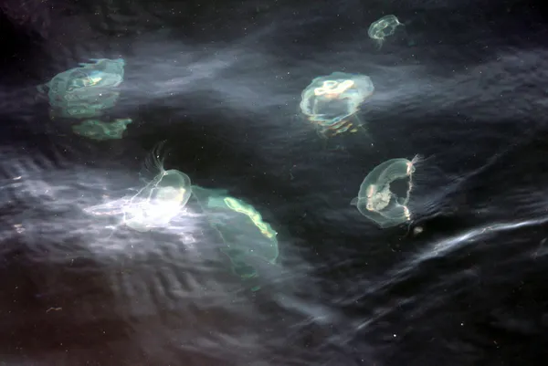 marmara-denizinde-korkutan-manzara-musilajdan-sonra-simdi-de-deniz-anasi-1639142203694.jpg Marmara Denizi'nde korkutan manzara! Müsilajdan sonra şimdi de deniz anası-3