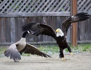 Kartal acımadı!