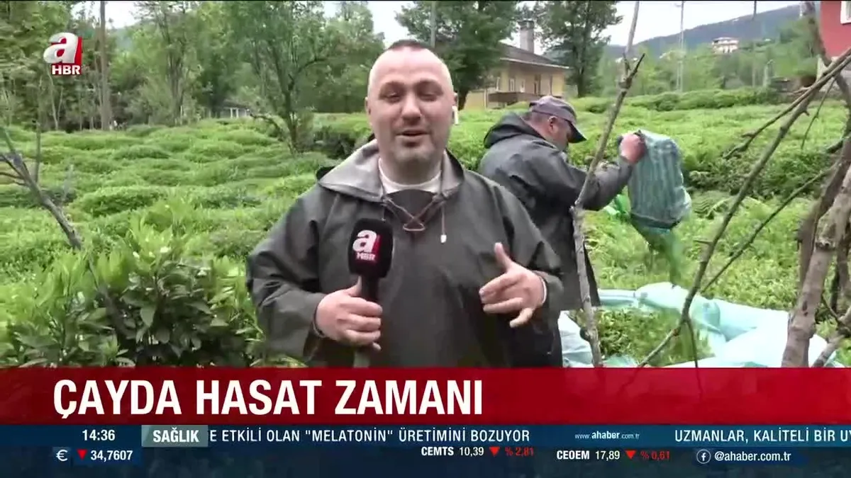 Karadeniz'de çay hasadı başladı