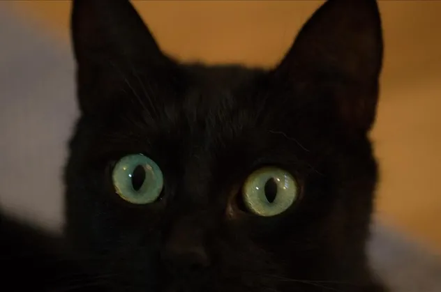 Rüyada kara kedi görmek ne anlama gelir?