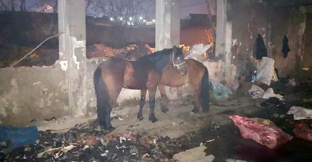 Son dakika: İzmir’de mide bulandıran olay! Vatandaşa at ve eşek eti yedireceklerdi!