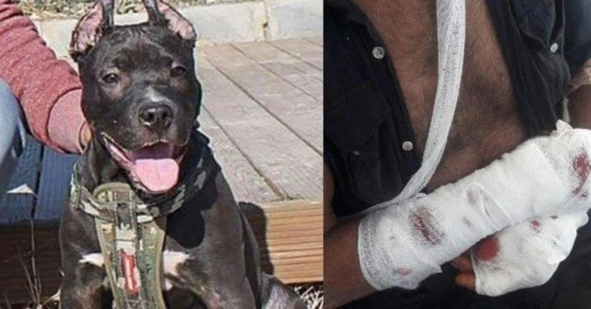 aydin da pitbull dehseti sahibine