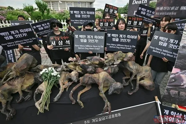 Güney Kore köpek eti yemeyi yasaklıyor! Her yıl 1 milyon adet katlediliyor - 3