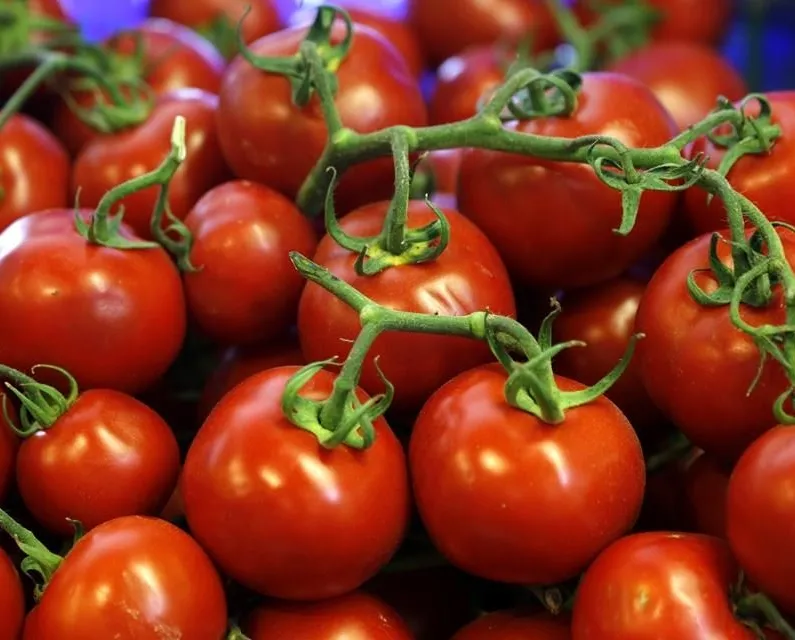 Zam şampiyonu domates
