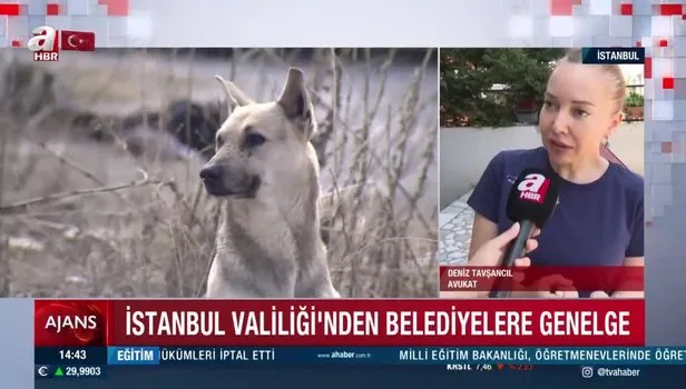İstanbul Valiliği sokak köpekleri için kararını verdi
