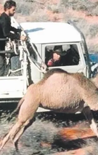 Avustralya’da keskin nişancılar develeri öldürmeye başladı!