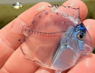 Dünyadaki şeffaf canlılar