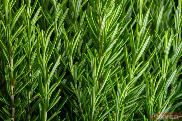 İbn-i Sina'dan şifa kaynağı baharat: En yaygın sağlık sorununa doğal çözüm - 6