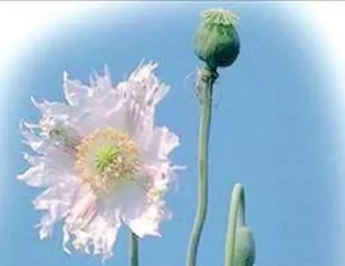 Haşhaşın Faydaları