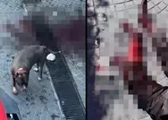 İstanbulda başıboş pitbull dehşeti! Yaşlı adamın ayağını parçaladı: Sokak kan gölüne döndü