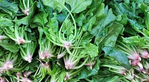 Zeytine yeni rakip cepleri parayla dolduruyor! Vatandaş bağ bahçe demeden bulduğu her m2'ye her yere ekiyor!-5