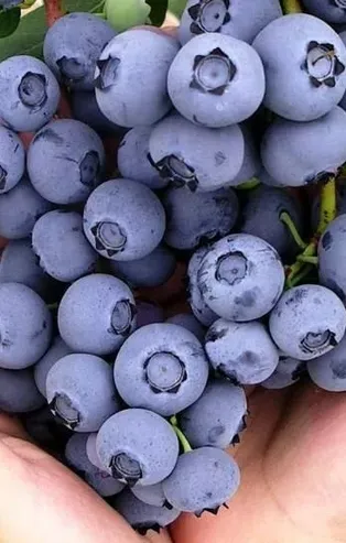 En doğal antidepresan