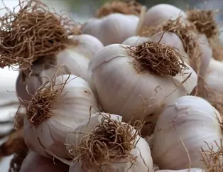 Kalp dostu sarımsak