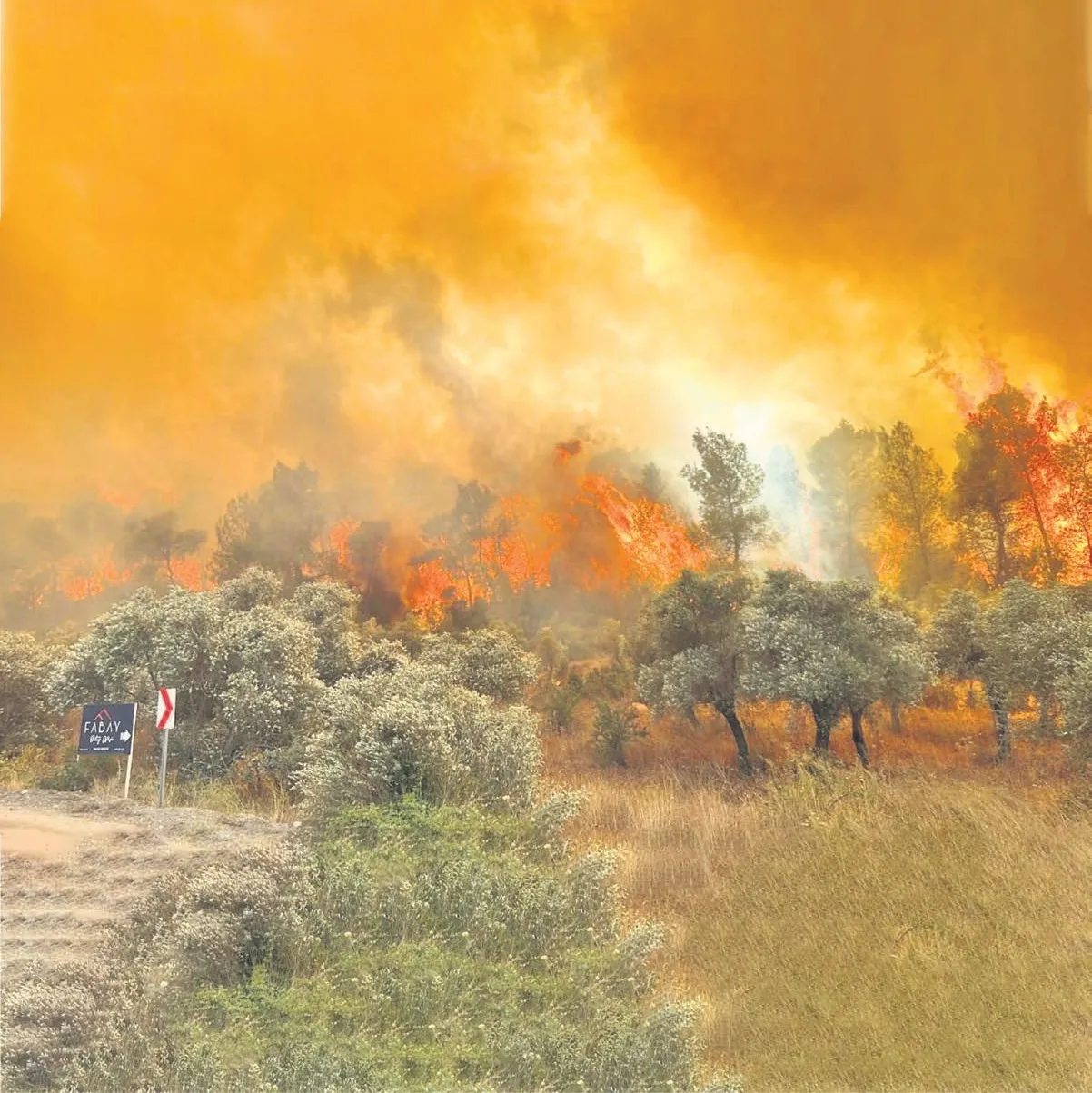 Cehalet değil ihanet