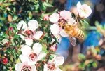 Kanserin ilacı Yeni Zelanda’da