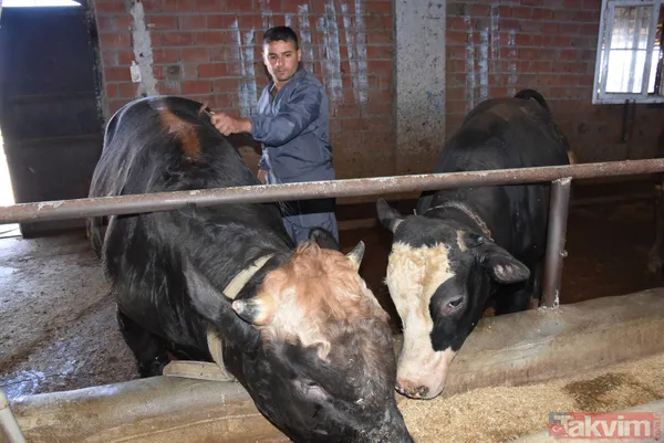 Devlet teşvikiyle 20 büyükbaş alarak çiftlik kurdu üretimi 2 yılda 10 katına çıkardı - 10