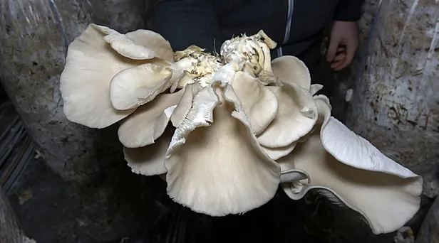 yan-gelir-olsun-diye-adim-atti-parayi-buluyor-iki-odadan-aylik-kazanci-yaklasik-30-bin-lira-1610730450470.jpg Yan gelir olsun diye adım attı parayı buluyor! İki odadan aylık kazancı yaklaşık 30 bin lira...-8