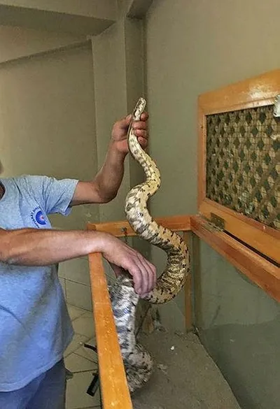 Antalya otogarında valizde boa yılanı ele geçirildi-4