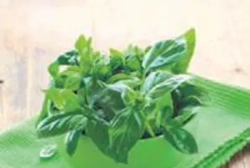 Hazımsızlığa fesleğen