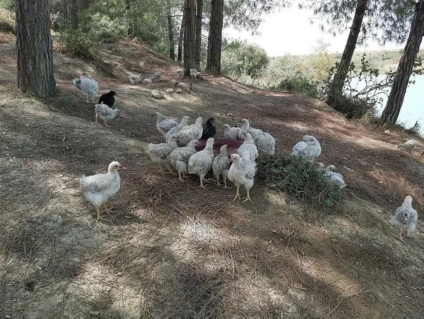 Adana'da ölüme terk edilen yaklaşık 300 civciv ekipler tarafından toplanmaya başlandı-3